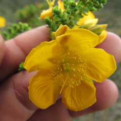 Hypericum goyanesii