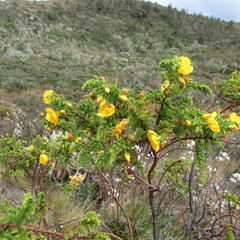 Hypericum goyanesii