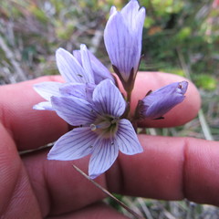 Gentianella corymbosa