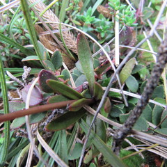Gentianella corymbosa