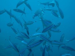 Pterocaesio trilineata