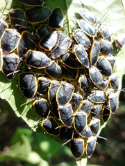 Rhyssocephala