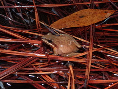 Pseudacris brimleyi