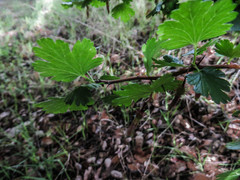 Ribes quercetorum