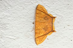 Thinopteryx crocoptera