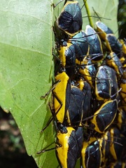Rhyssocephala