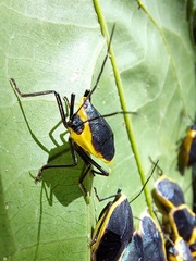 Rhyssocephala