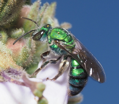 Pseudaugochlora graminea