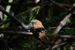 Cinnycerthia unirufa