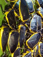 Rhyssocephala