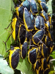 Rhyssocephala
