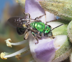 Pseudaugochlora graminea