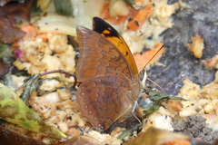 Charaxes bernardus