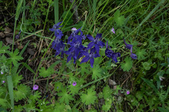 Delphinium patens