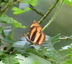 Pantoporia