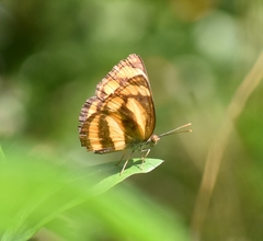 Pantoporia