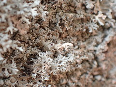 Xanthoparmelia viriduloumbrina