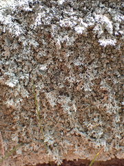 Xanthoparmelia viriduloumbrina