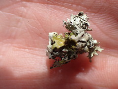 Xanthoparmelia viriduloumbrina