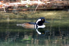 Lophodytes cucullatus image