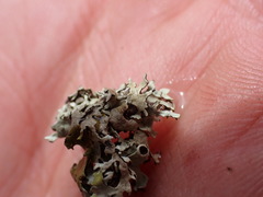 Xanthoparmelia viriduloumbrina