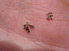 Xanthoparmelia viriduloumbrina