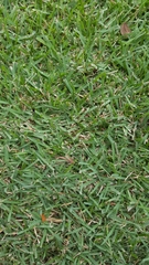 Zoysia tenuifolia