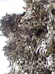 Xanthoparmelia viriduloumbrina