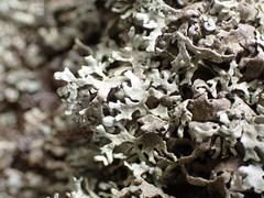 Xanthoparmelia viriduloumbrina