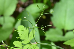 Osmorhiza depauperata