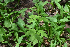 Osmorhiza depauperata