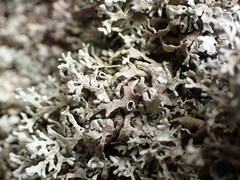 Xanthoparmelia viriduloumbrina