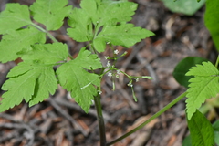 Osmorhiza depauperata