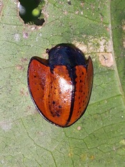 Echoma anaglypta