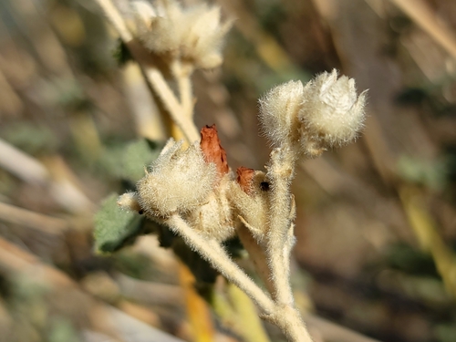 Image of Malacothamnus orbiculatus by (c) Daniel S., some rights reserved (CC BY)