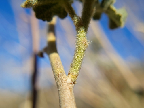 Image of Malacothamnus orbiculatus by (c) Daniel S., some rights reserved (CC BY)