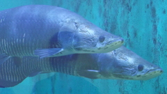 Arapaima gigas