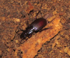 Pterostichus tristis