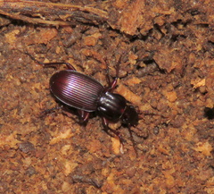 Pterostichus tristis