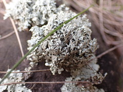 Xanthoparmelia viriduloumbrina