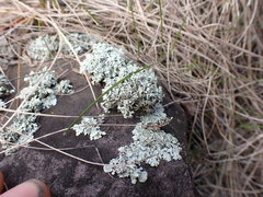 Xanthoparmelia viriduloumbrina