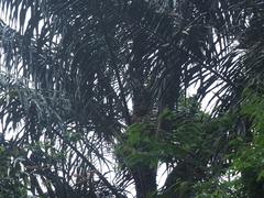 Arenga pinnata