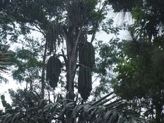 Arenga pinnata