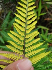 Pityrogramma austroamericana