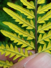 Pityrogramma austroamericana