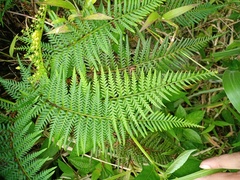 Pityrogramma austroamericana