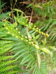 Pityrogramma austroamericana