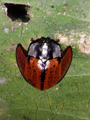 Echoma anaglypta