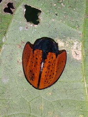 Echoma anaglypta