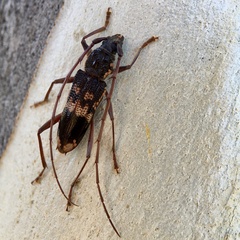 Phoracantha semipunctata